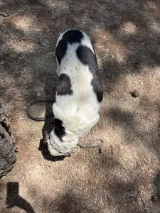 Adopt Konala