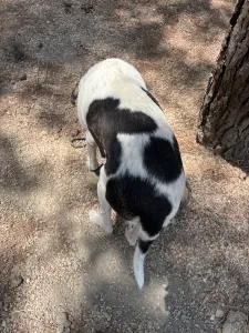 Adopt Nino