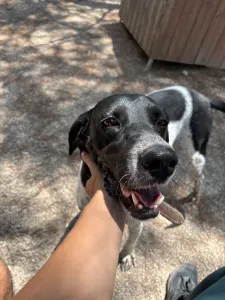 Adopt Konala