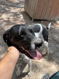 Adopt Konala