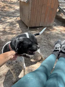 Adopt Konala
