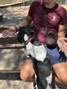 Adopt Konala