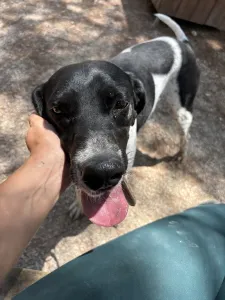 Adopt Konala