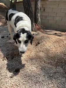 Adopt Nino