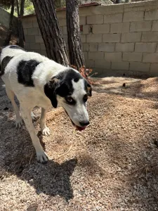 Adopt Nino