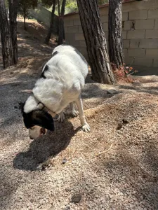 Adopt Nino