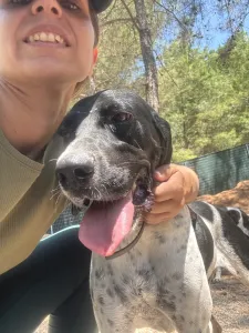 Adopt Konala
