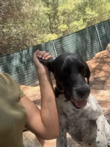Adopt Konala