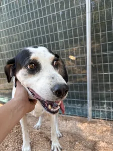 Adopt Nino