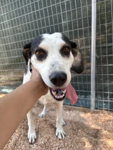 Adopt Nino