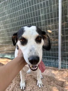 Adopt Nino