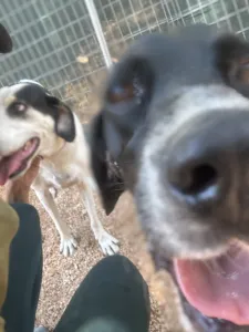 Adopt Konala