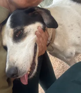 Adopt Nino