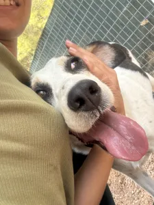 Adopt Nino