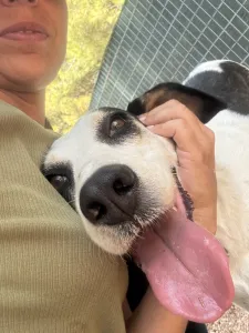 Adopt Nino