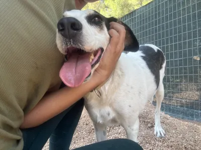 Adopt Nino