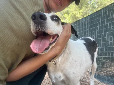 Adopt Nino
