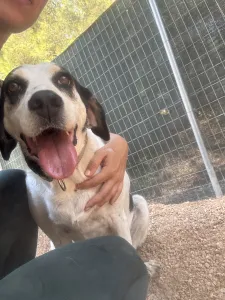 Adopt Nino