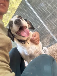 Adopt Nino