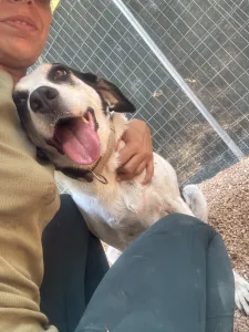 Adopt Nino
