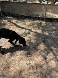 Adoptionsprofil für Noumero