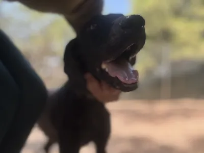 Adopt Noumero