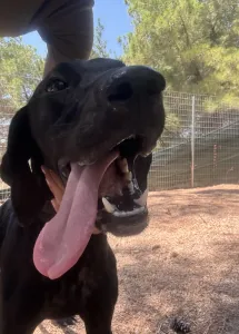 Adopt Noumero