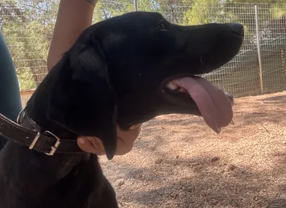 Adopt Noumero