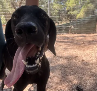 Adopt Noumero