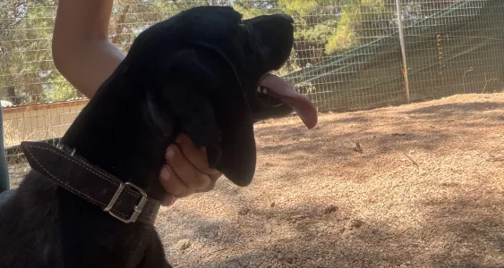 Adopt Noumero