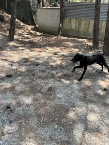 Adopt Noumero