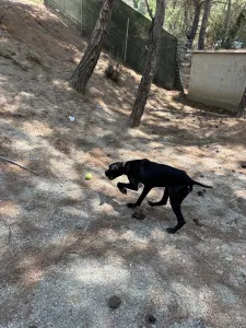 Adopt Noumero