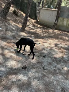 Adopt Noumero