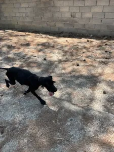 Adopt Noumero