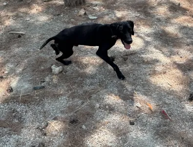Adopt Noumero