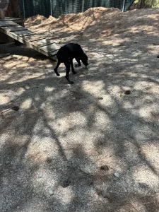 Adopt Noumero