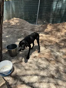 Adopt Noumero