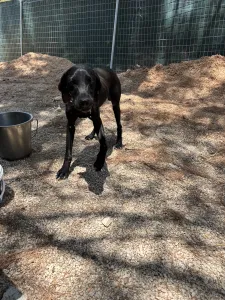 Adopt Noumero