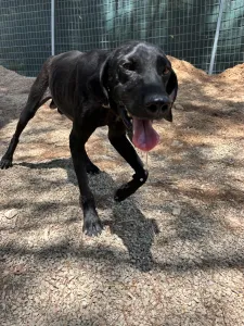 Adopt Noumero