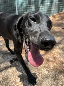 Adopt Noumero