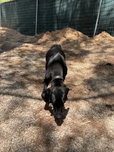 Adopt Noumero