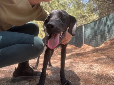 Adopt Noumero