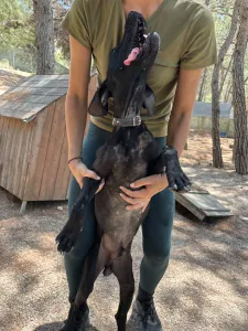 Adopt Noumero