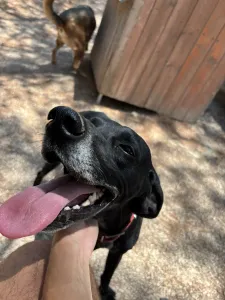 Υιοθεσία σκύλου Black