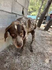 Hund Choco adoptieren