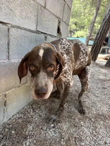 Hund Choco adoptieren