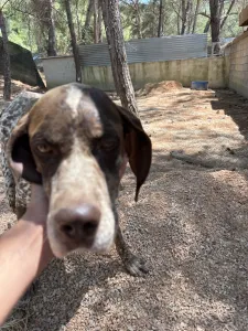 Hund Choco adoptieren