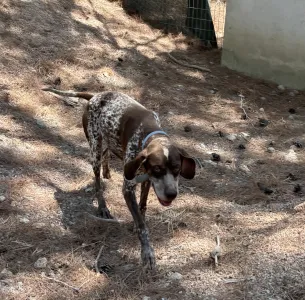 Hund Choco adoptieren