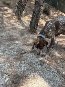 Hund Choco adoptieren