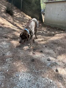 Hund Choco adoptieren